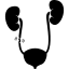 uti